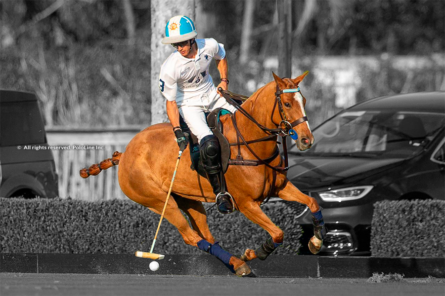 Dynamic movements in the polo pony: The power behind the game